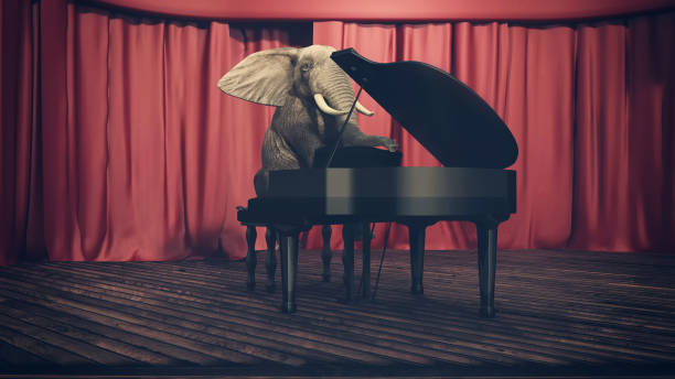 elephant playing piano on a stage. - safari animals audio imagens e fotografias de stock