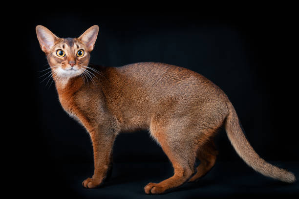istock Beautiful Abyssinian cat, looking into the camera, studio portrait on black, standard breed 1191366925
