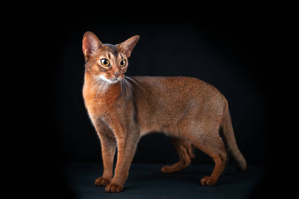 istock Beautiful Abyssinian cat, studio portrait on black, standard breed 1191366939