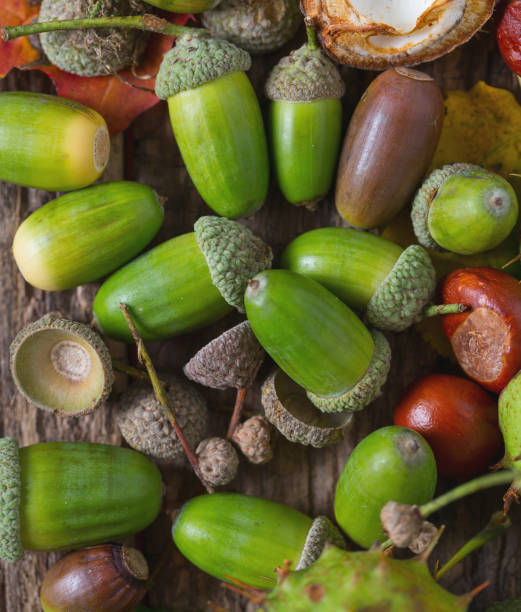 istock Acorns and chestnuts on wooden rustic table 1191368747