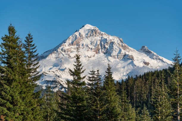 mt hood z lasem na pierwszym planie - mt hood national park zdjęcia i obrazy z banku zdjęć