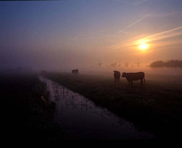 istock Many ruminating cows in green meadow. 1191369899