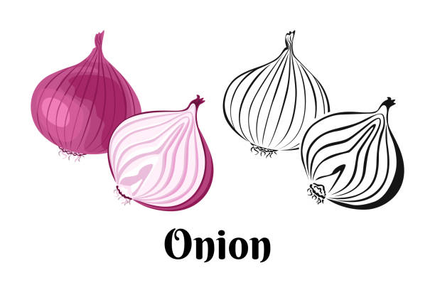Vector onion vegetable. Whole red onion and slice isolated on a white background. Color illustration and black and white outline. Food image in cartoon simple flat style. Vector onion vegetable. Whole red onion and slice isolated on a white background. Color illustration and black and white outline. Food image in cartoon simple flat style. onion stock illustrations
