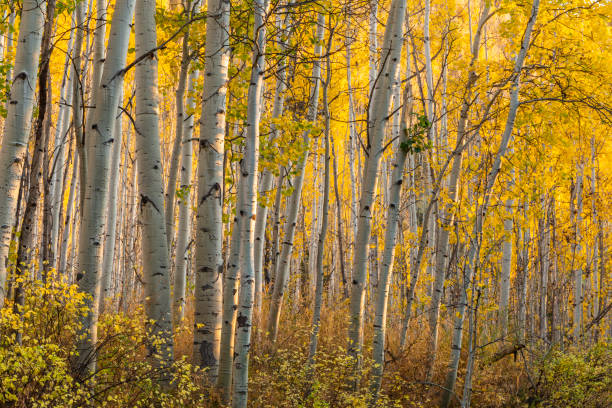 istock Golden Aspen Forest Twilight 1191372245
