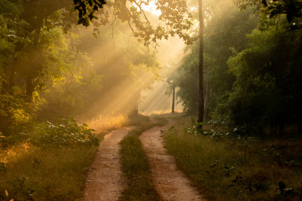 istock Morning sunlight filters through the jungle 1191372786