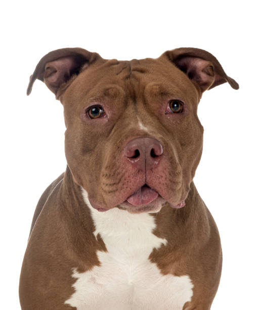 american bully american bully in front of white background pit bull power stock pictures, royalty-free photos & images