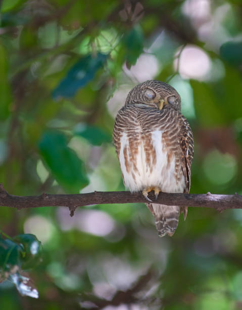 istock Asian barred owlet; Glaucidium cuculoides, Beautiful bird in Thailand 1191373075