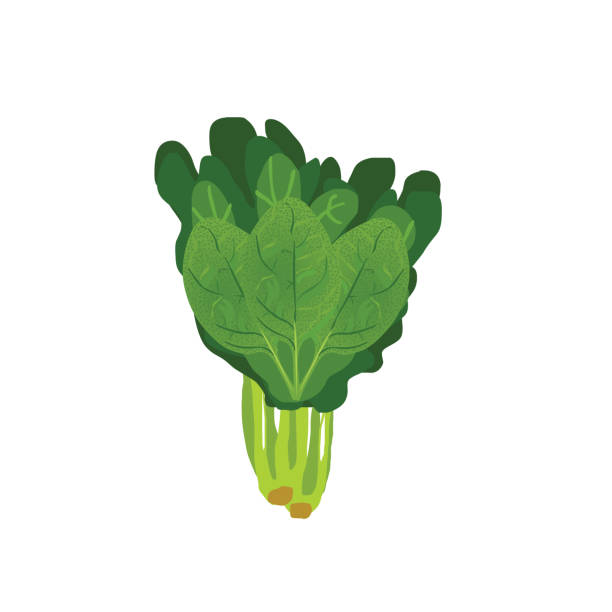 illustrazioni stock, clip art, cartoni animati e icone di tendenza di gambo vegetale di spinaci verdi - white background freshness spinach vegetable