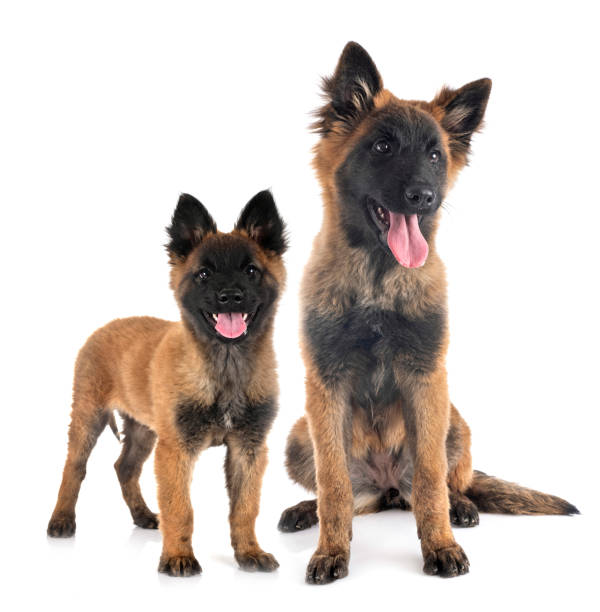 istock tervueren puppies 1191373197