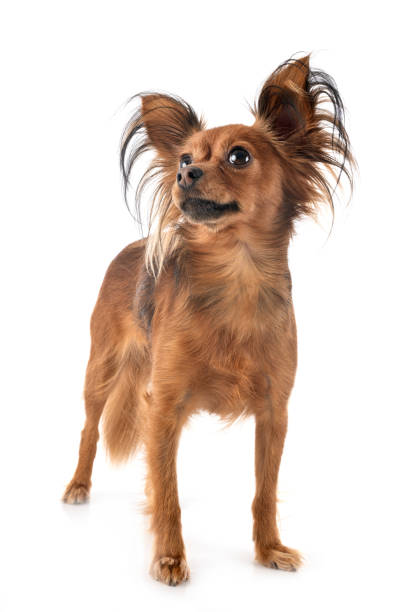 istock Russkiy Toy 1191373816