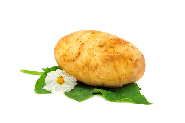 istock New Potato with Leaf and Flower 119137389