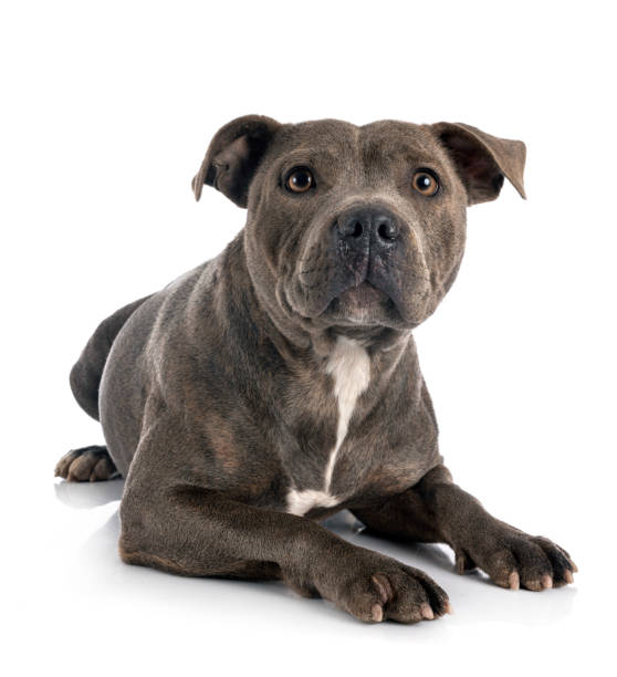 istock staffordshire bull terrier 1191373919