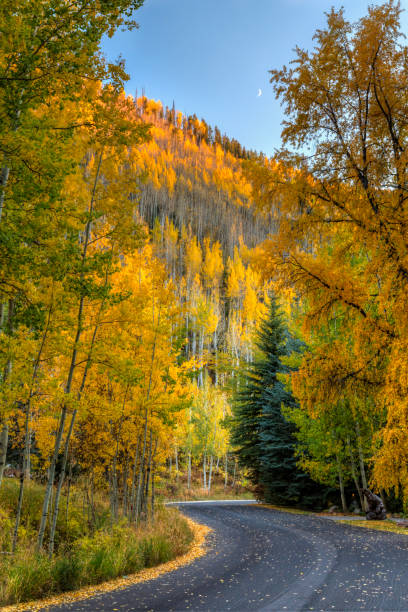 Quaking aspens and cottonwood trees like Sunburst Drive near the Vail Golf course in Vail, Colorado.