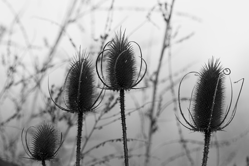 natural silhouettes of four withered thistle flower heads in black and white