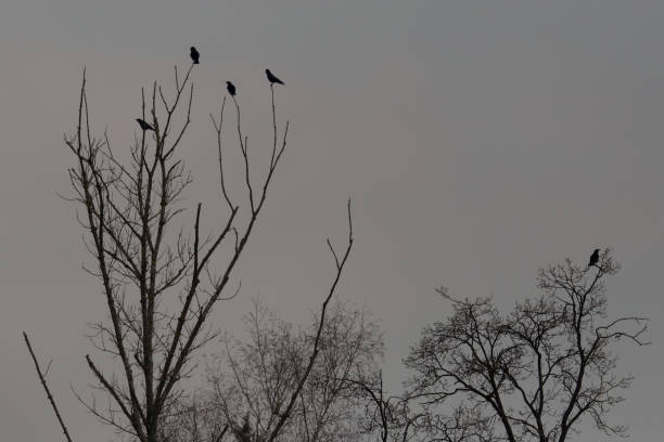 istock black ravens sitting on treetop in winter at dawn 1191374944