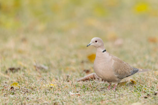 istock A Eurasian Collared Dove (Streptopelia decaocto) walking in the meadow 1191375502
