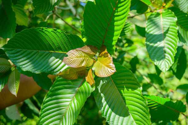 kratom (mitragyna speciosa) vert est un type de drogue - depressant photos et images de collection