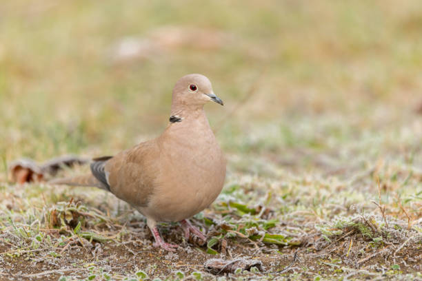 istock A Eurasian Collared Dove (Streptopelia decaocto) walking in the meadow 1191375564