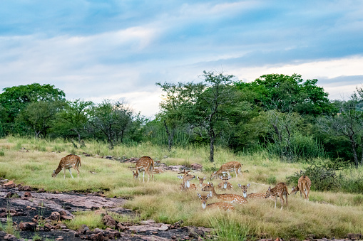 Wildlife scenery of ranthambore landscape with spotted deer or chital herd, dramatic blue sky with clouds and green background on evening jungle safari at Ranthambore National Park, Rajasthan, india
