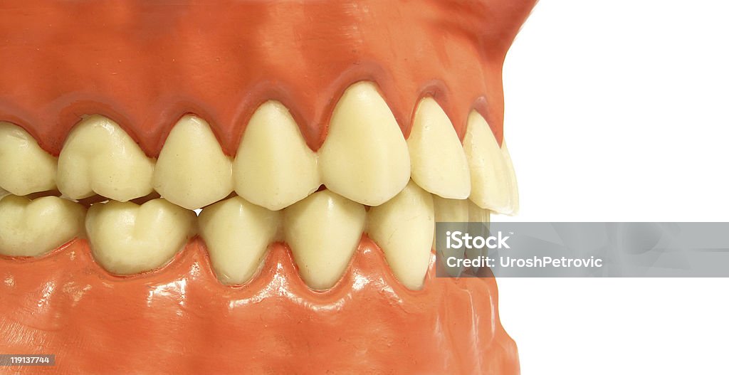 Artificial teeth  Artificial Stock Photo