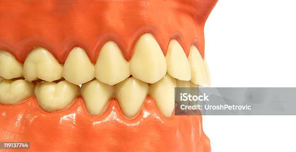 Artificial Teeth Stock Photo - Download Image Now - Artificial, Beige, Color Image