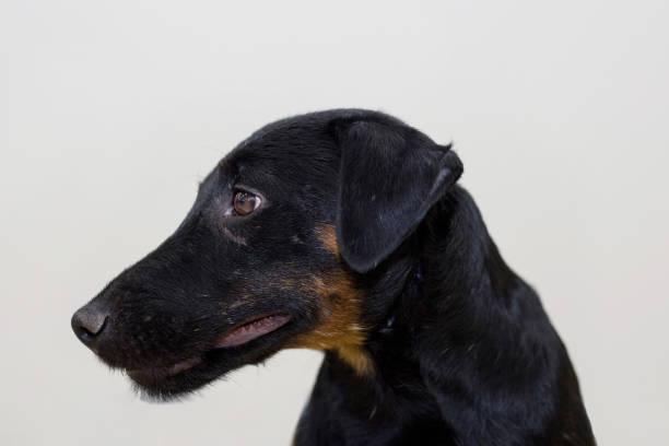istock German jagdterrier isolated on white background. Pet animals. 1191377441