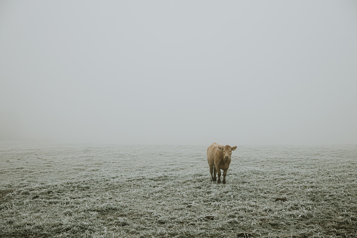 One lonely furry brown cow standing on the pasture covered with hoarfrost during the frosty foggy morning in late autumn