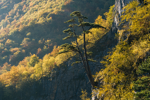 Tall tree hangs over edge of cliff