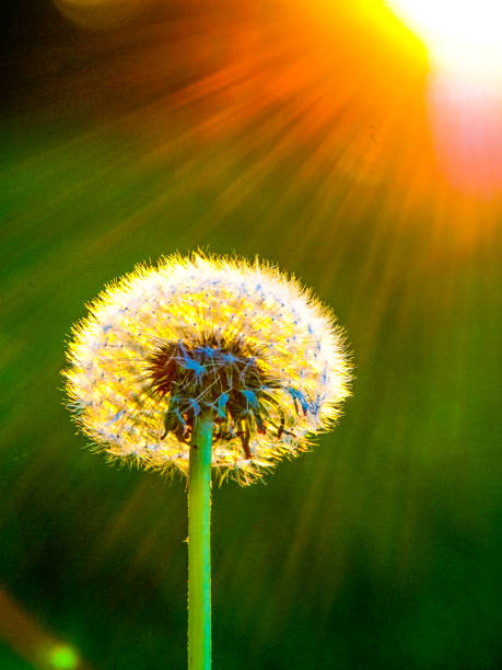 istock Dandelion catching the last rays of sun 1191380918