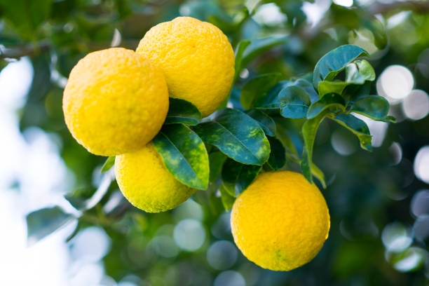 istock Lemons Growing in Hawaii 1191381065