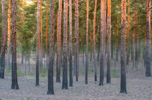 istock Misty sunrise in the pine trees forest. 1191381550