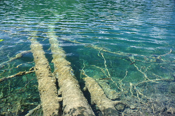 albero caduto trunk conservati dal color travertino - plitvice lakes national park water lake national park foto e immagini stock