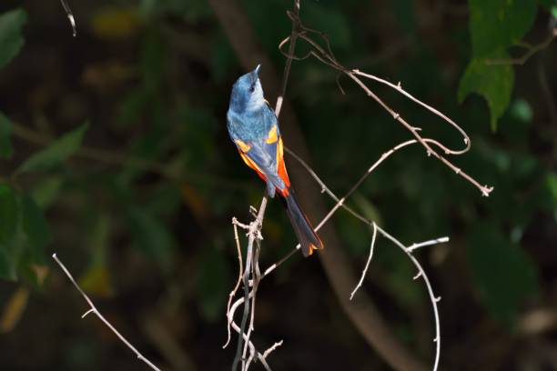 istock Grey-throated mountaintop bird 1191382565