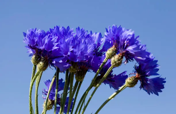 photo of blue cornflowers in summer or spring, details of a beautiful flowering plant