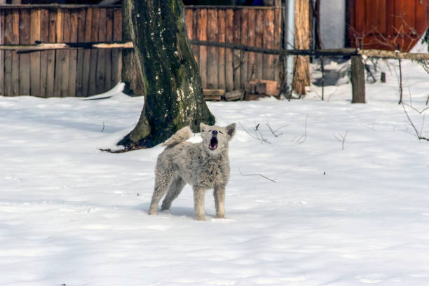 istock A lively mutt dog barking in the fresh snow 1191384535
