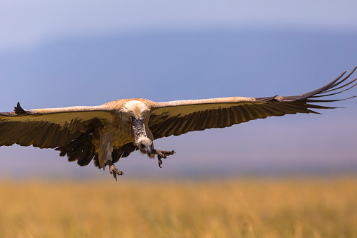 White-headed Vulture (Trigonoceps occipitalis) in flight, Kenya, Africa