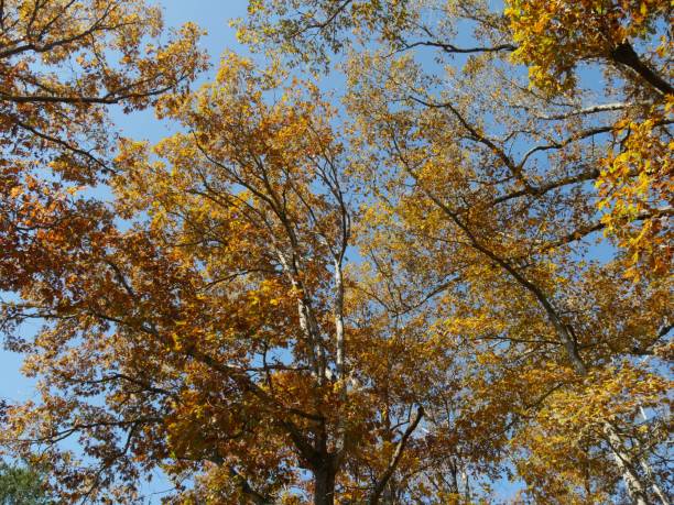 istock Colors of autumn in a full blast in trees 1191385254