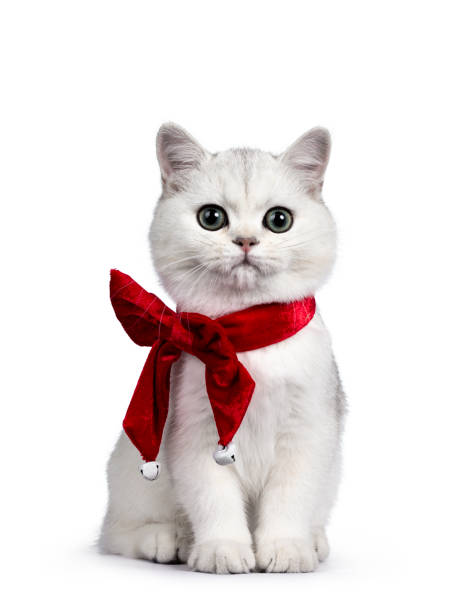 istock Silver shaded British Shorthair kitten on white 1191386617