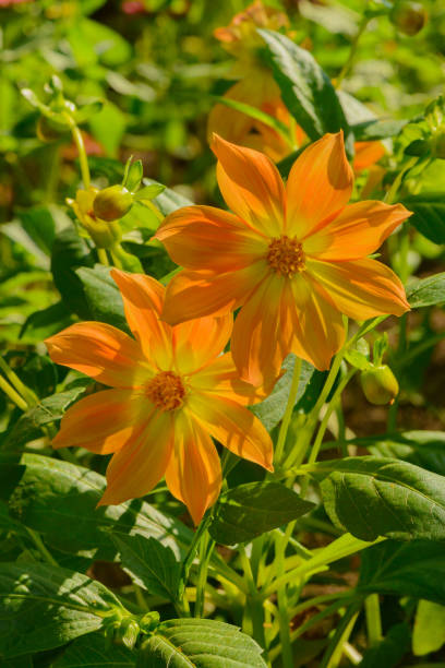 Brightly orange flowers on a background of a green blooming garden