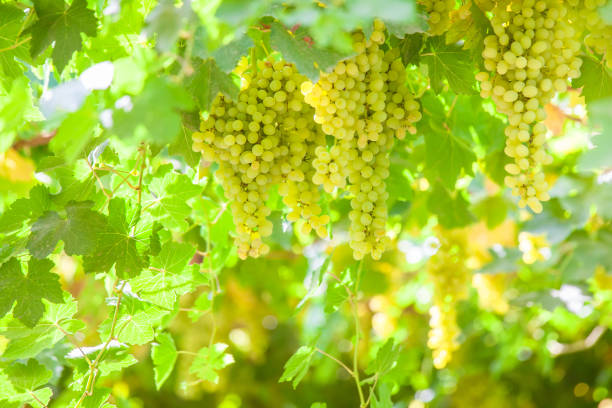 istock Green vineyards in Turpan, Xinjiang 1191387065