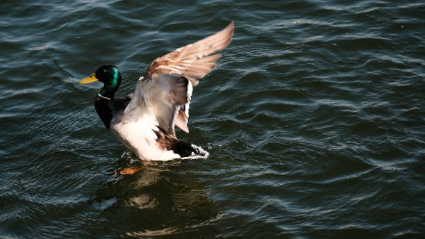 istock duck is floating on the lake. Beautiful drake close-up 1191389251