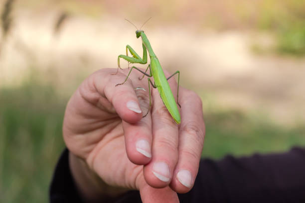 istock Mantis sitting on the hand on a blurred background 1191389384