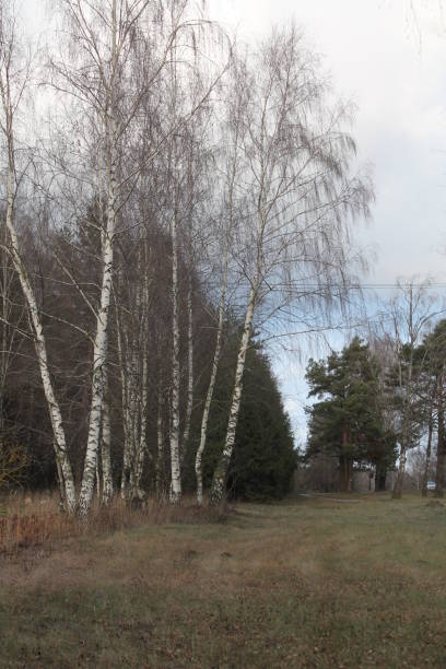 istock first day of the winter 1191391073