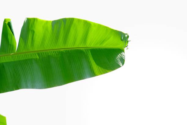 istock Tropical banana leaf with sun light on white isolated background for green foliage backdrop 1191392108