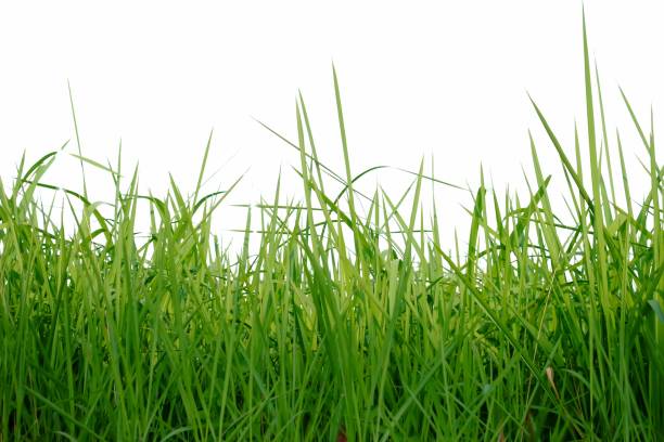 istock Wild grass plant leaves on white isolated background 1191392224
