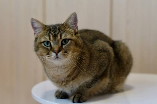 istock Close up one British Shorthair Cat curling up on white table, looking at camera. 1191392579