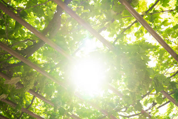 Green vineyards in Turpan, Xinjiang