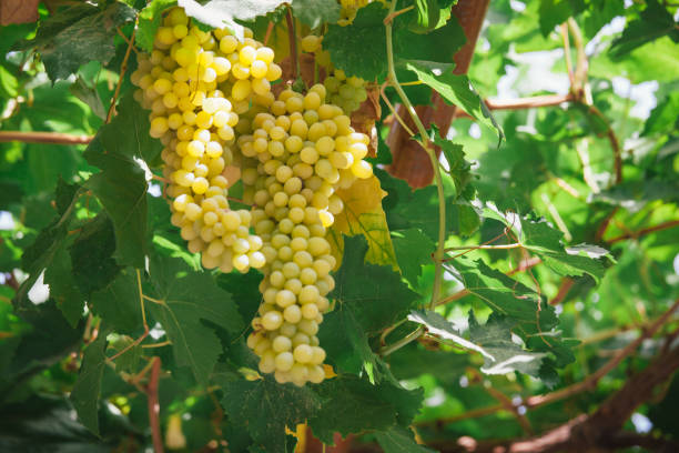 istock Green vineyards in Turpan, Xinjiang 1191392843