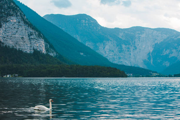 White Swans on the Lake Sarner in Switzerland,  Retro Effect