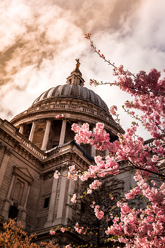 Color image depicting the exterior architecture and iconic dome of St Paul's cathedral in central London, UK. The cathedral is flanked by a beautiful fresh cherry blossom tree that is in bloom. The dome is offset by an attractive cloudscape. Room for copy space.